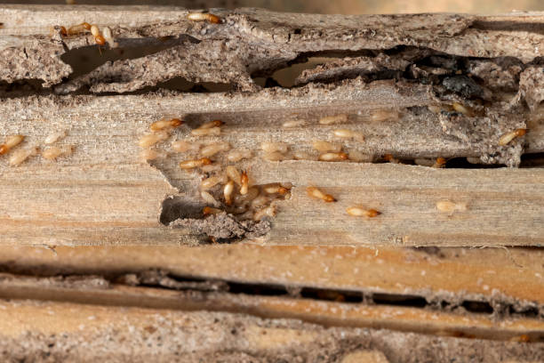 Best Cockroach Control Services  in Clanton, AL
